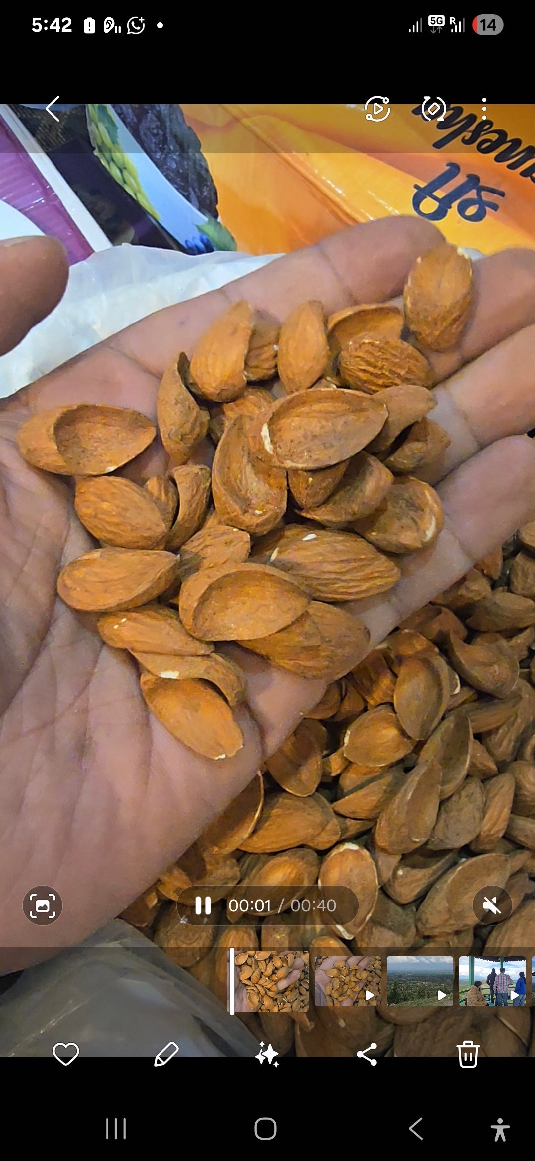 Fully curved Big Mamra 500 gm